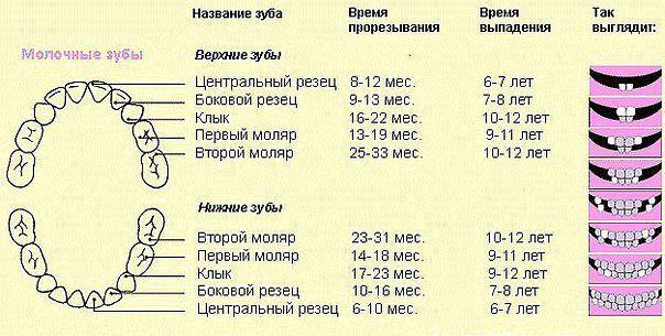 Режутся зубки. Когда и сколько?